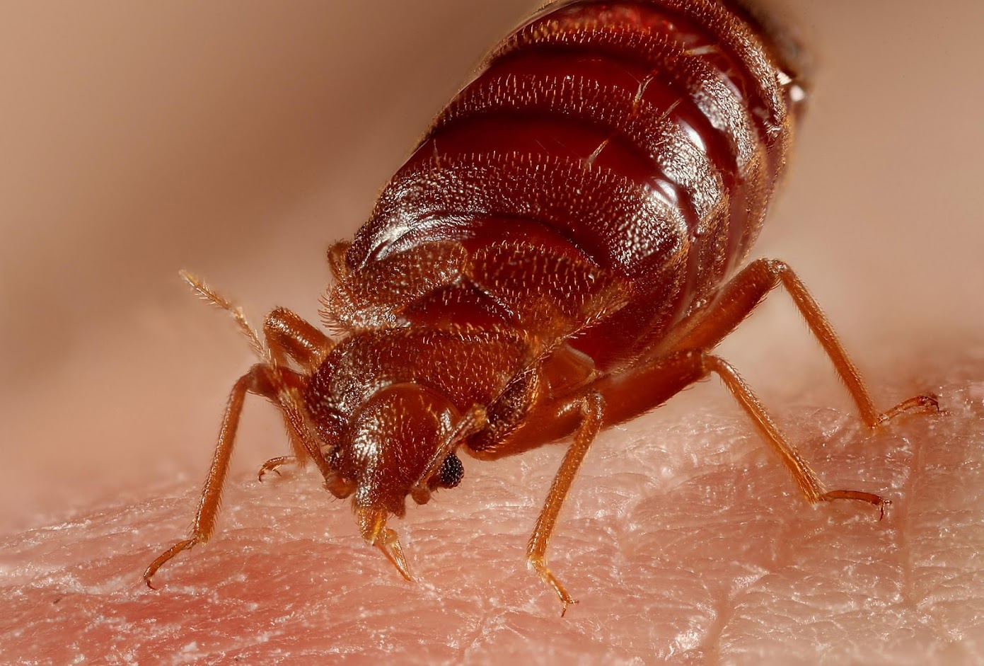 bed bug icon bed bug icon